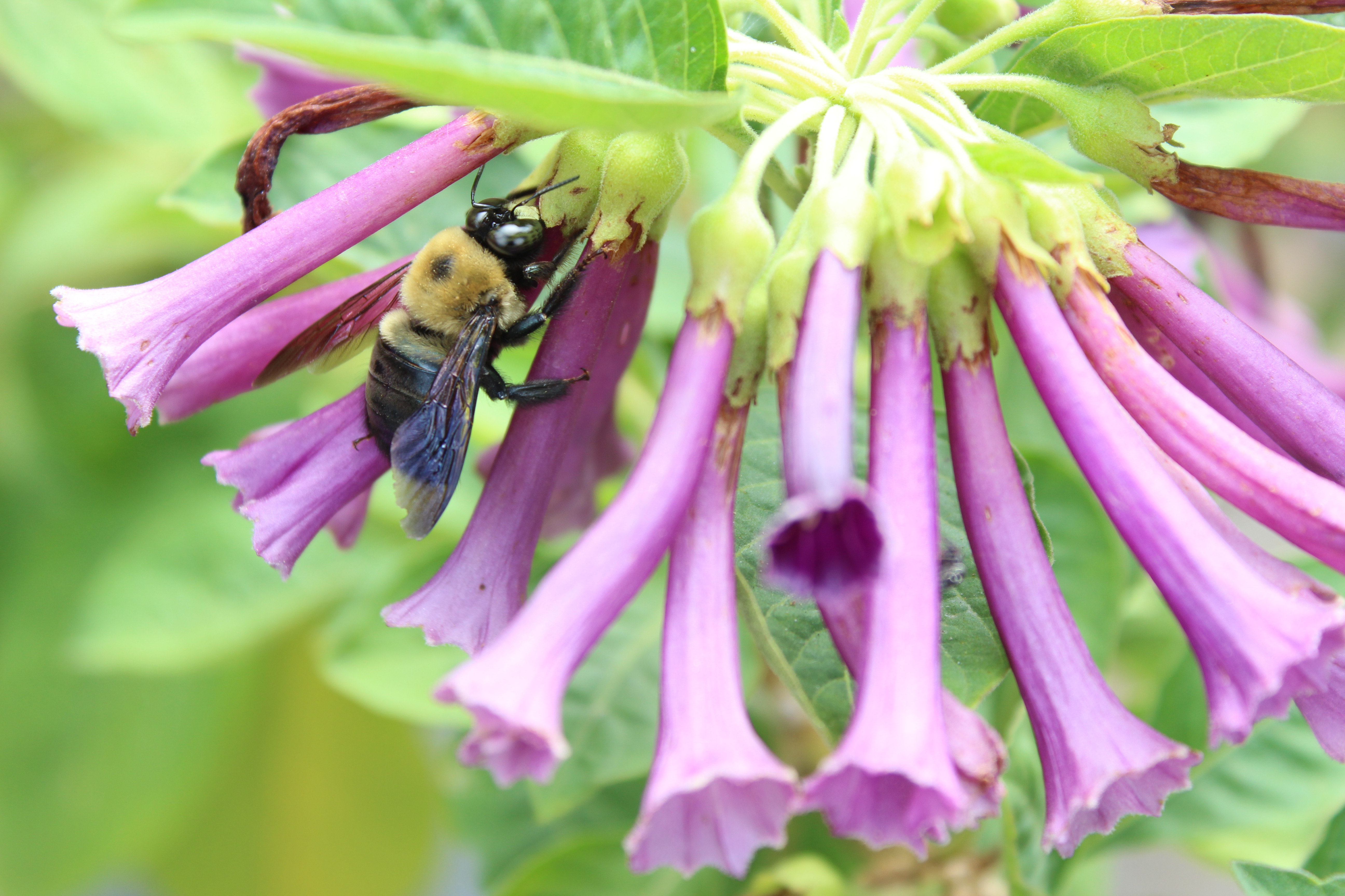 Bee on purple flowers