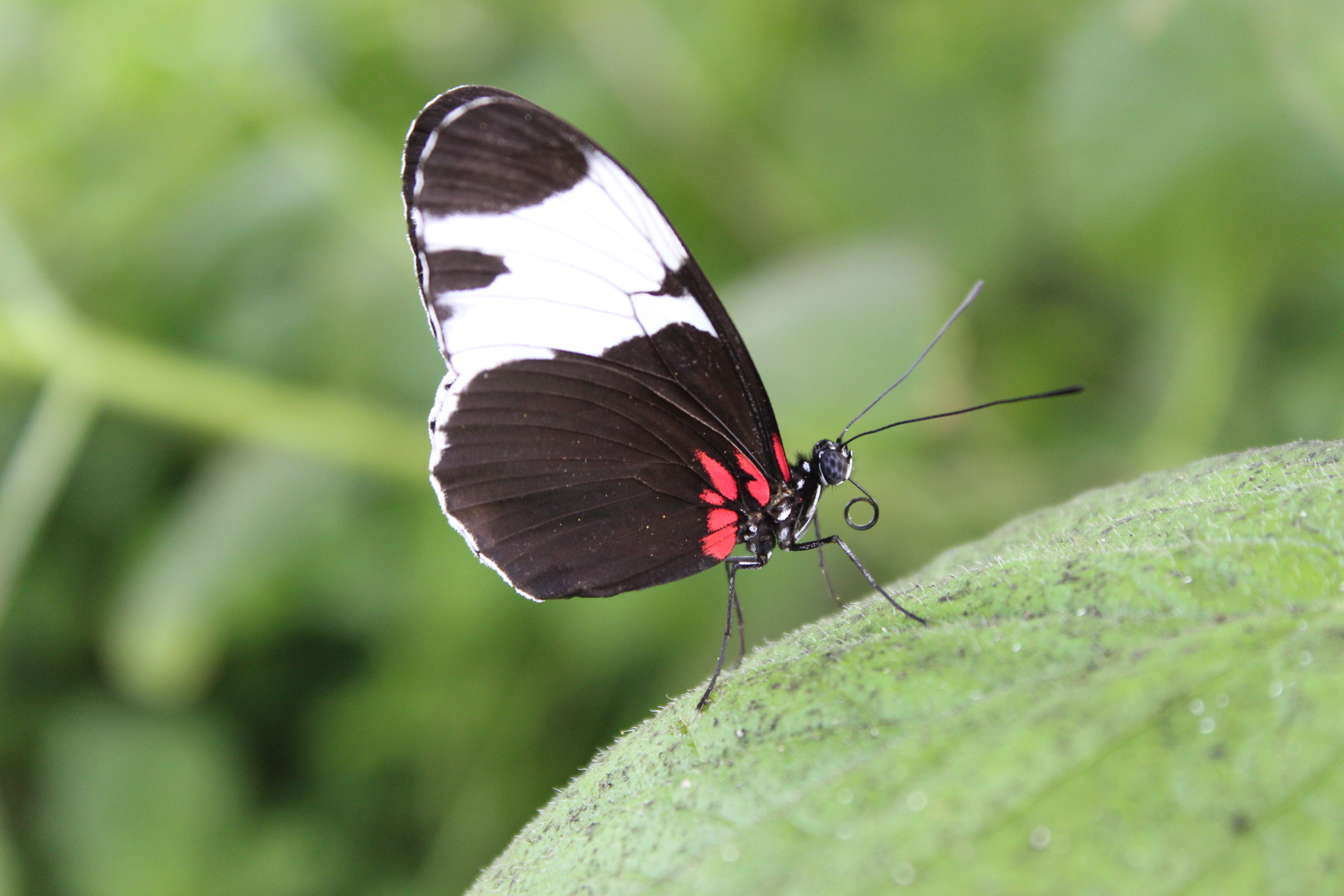 Black and red butterfly