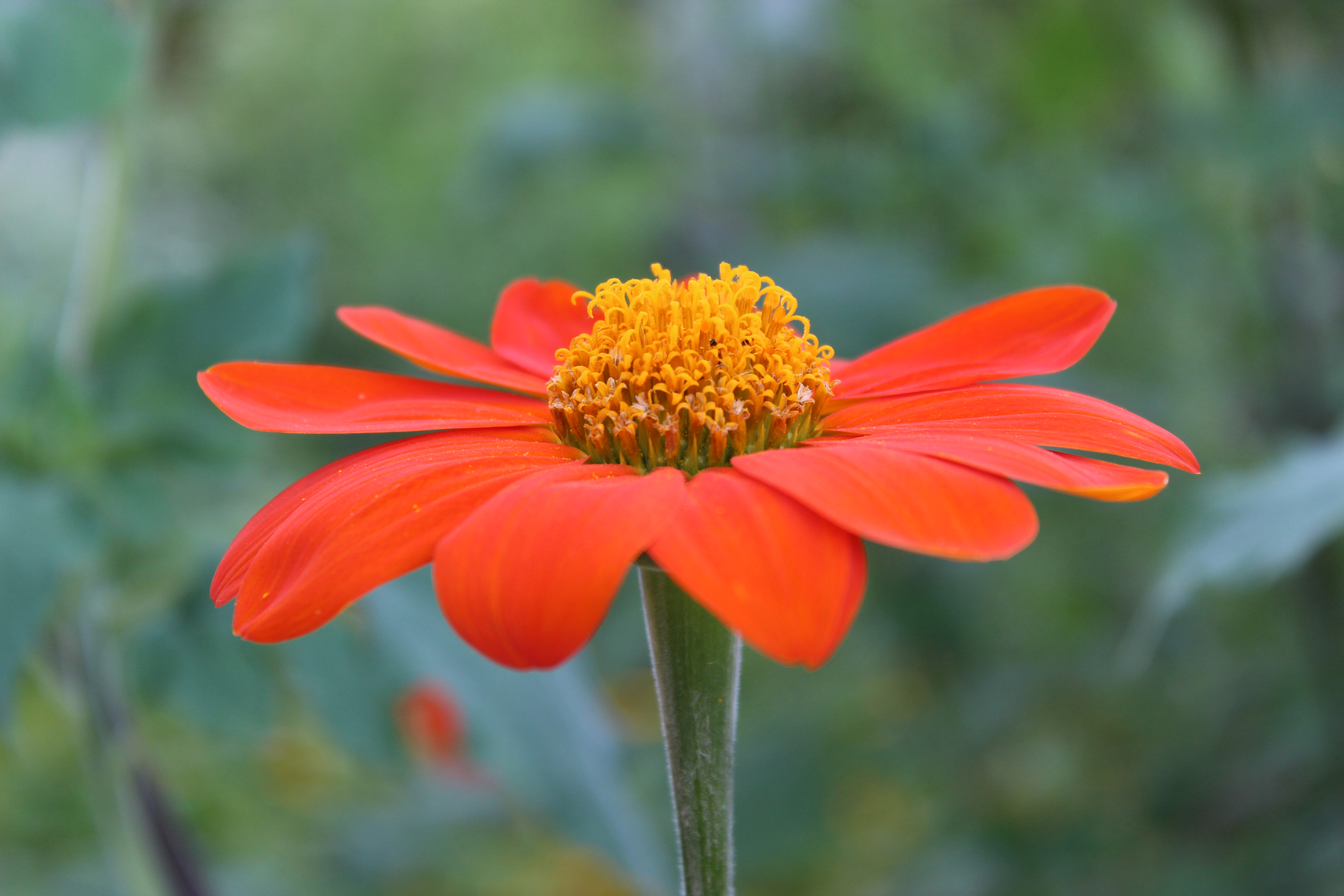 Orange Mexican sunflower