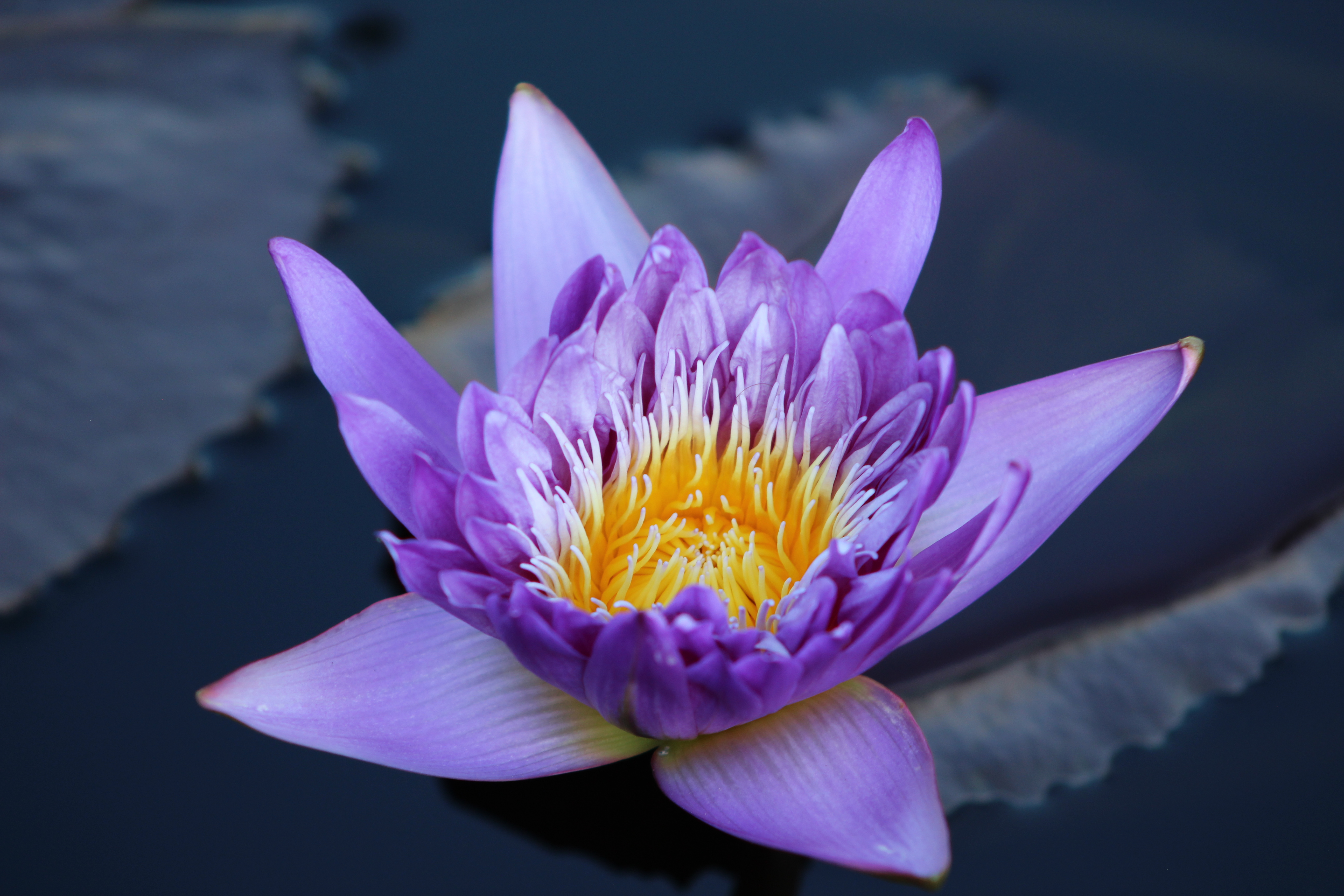 purple water lily
