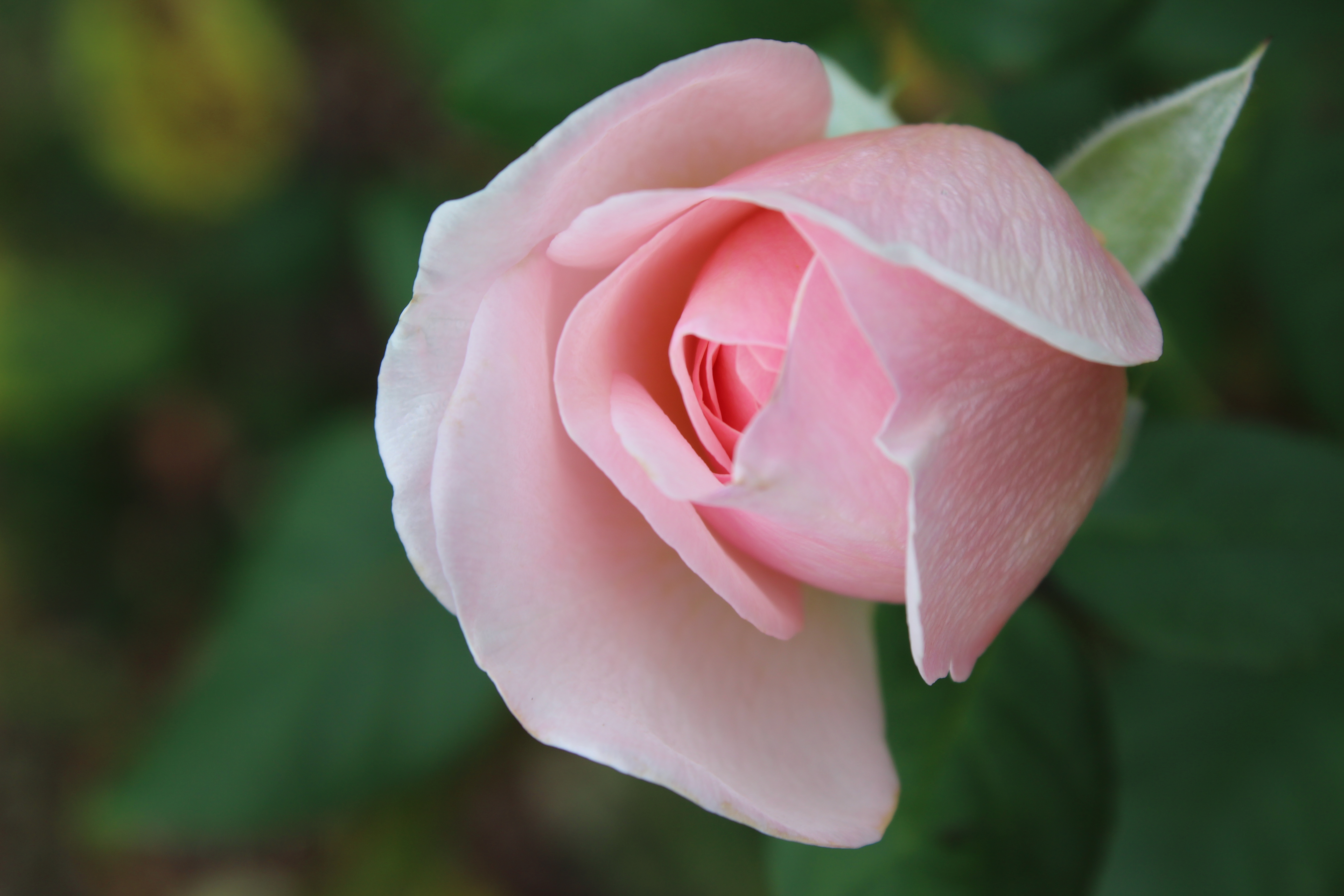 Pink rose