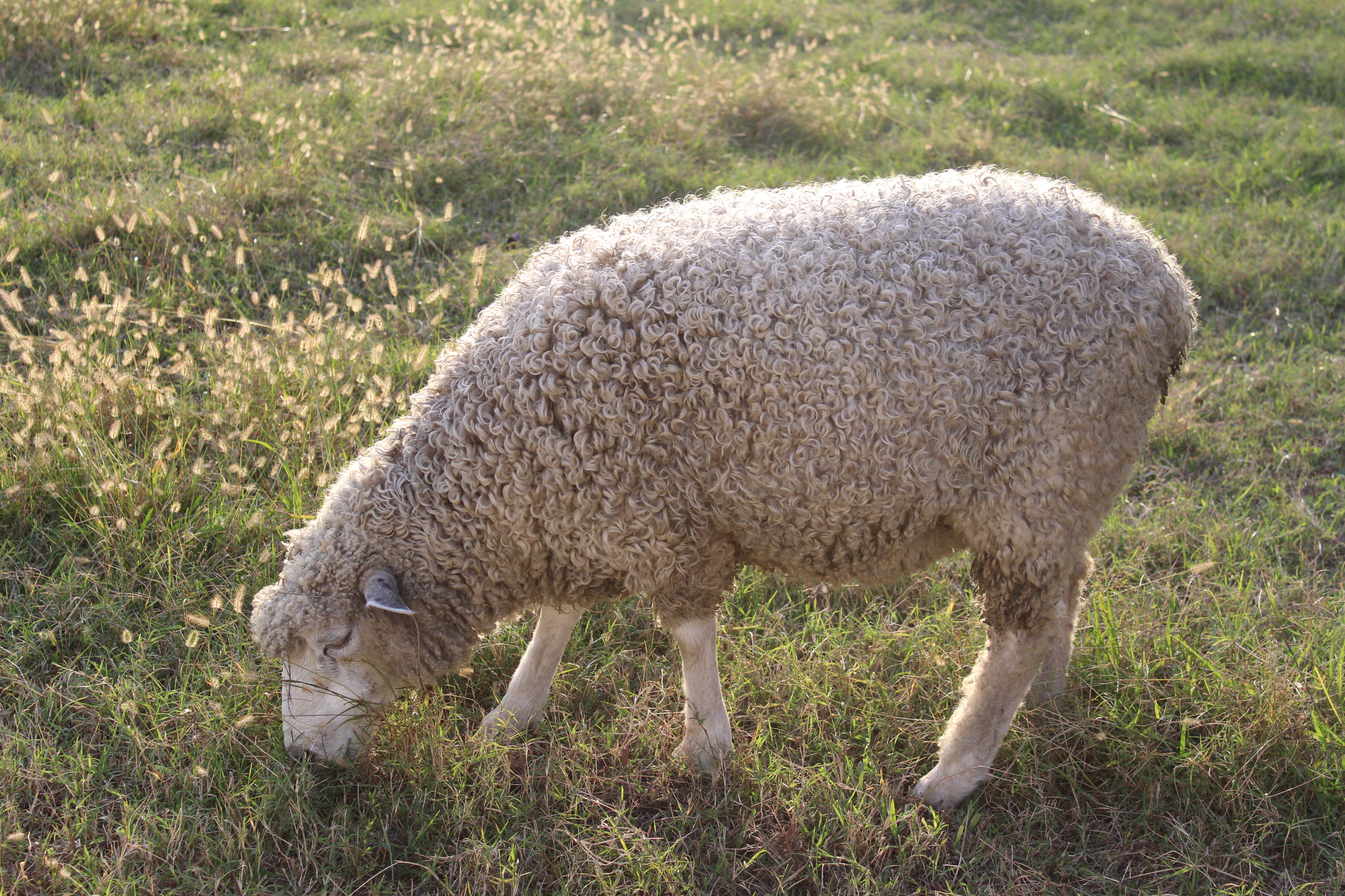 Grazing sheep